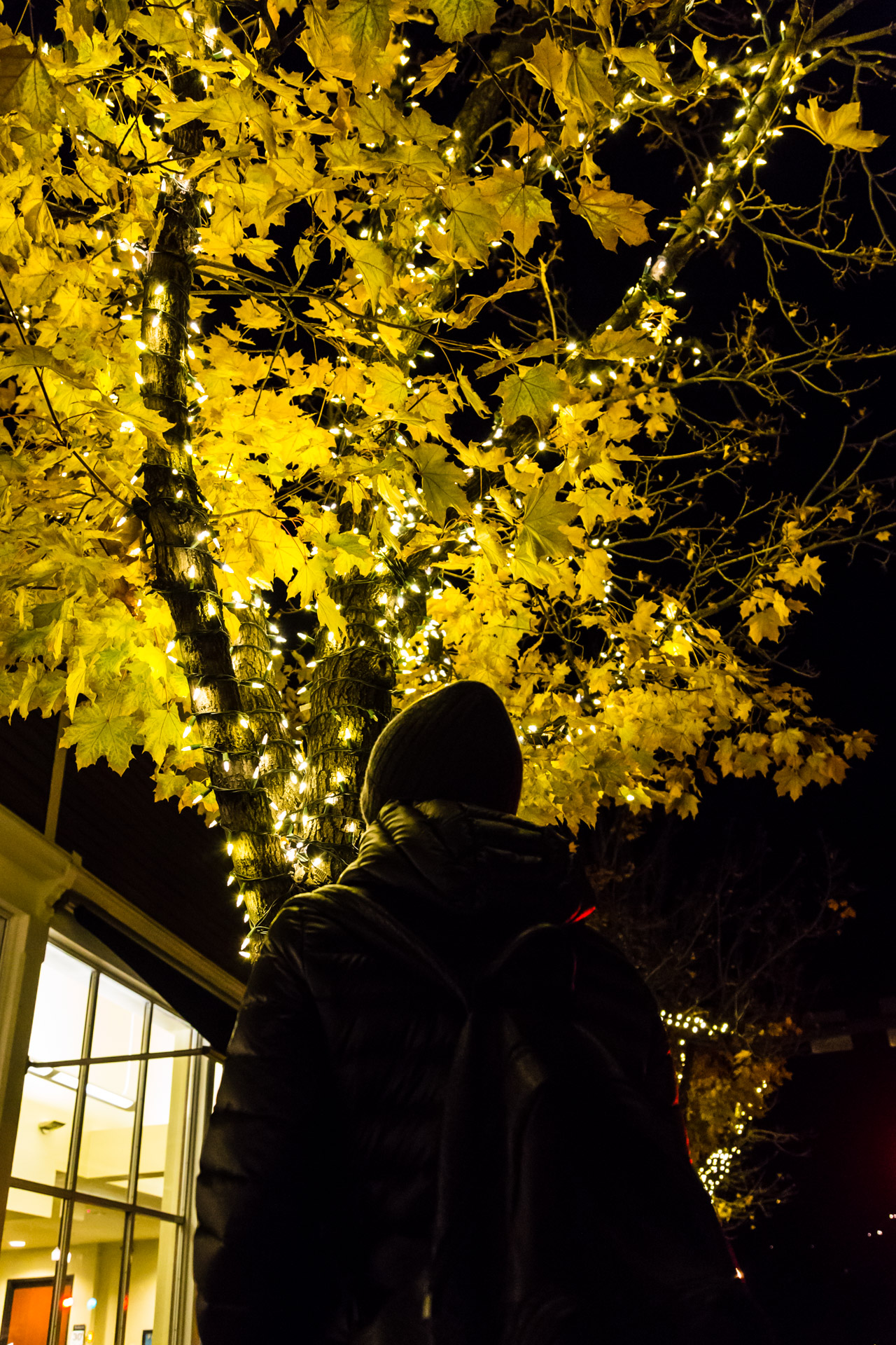 Aspen Lights (Tree)
