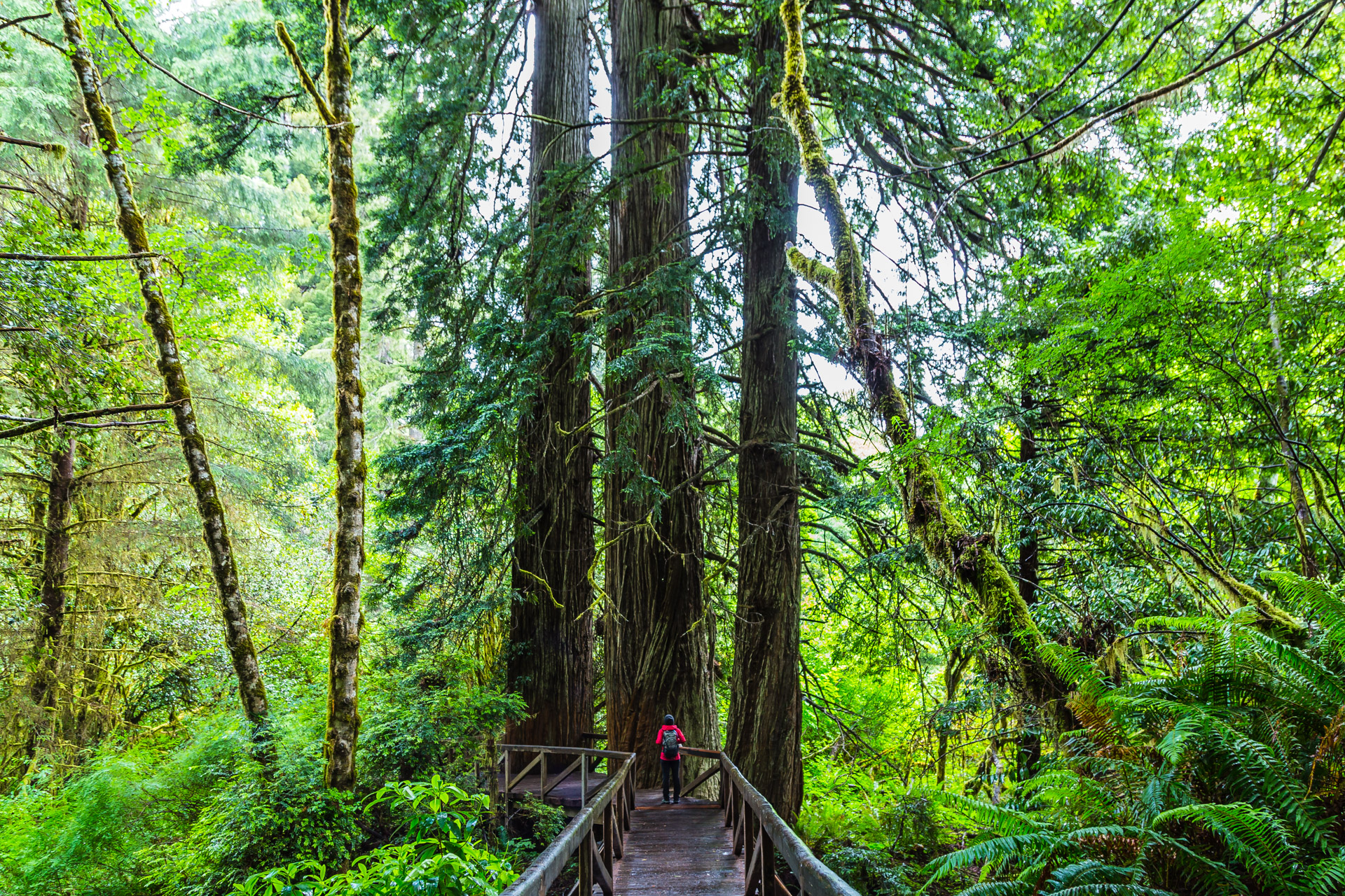 Redwoods State Park (1)