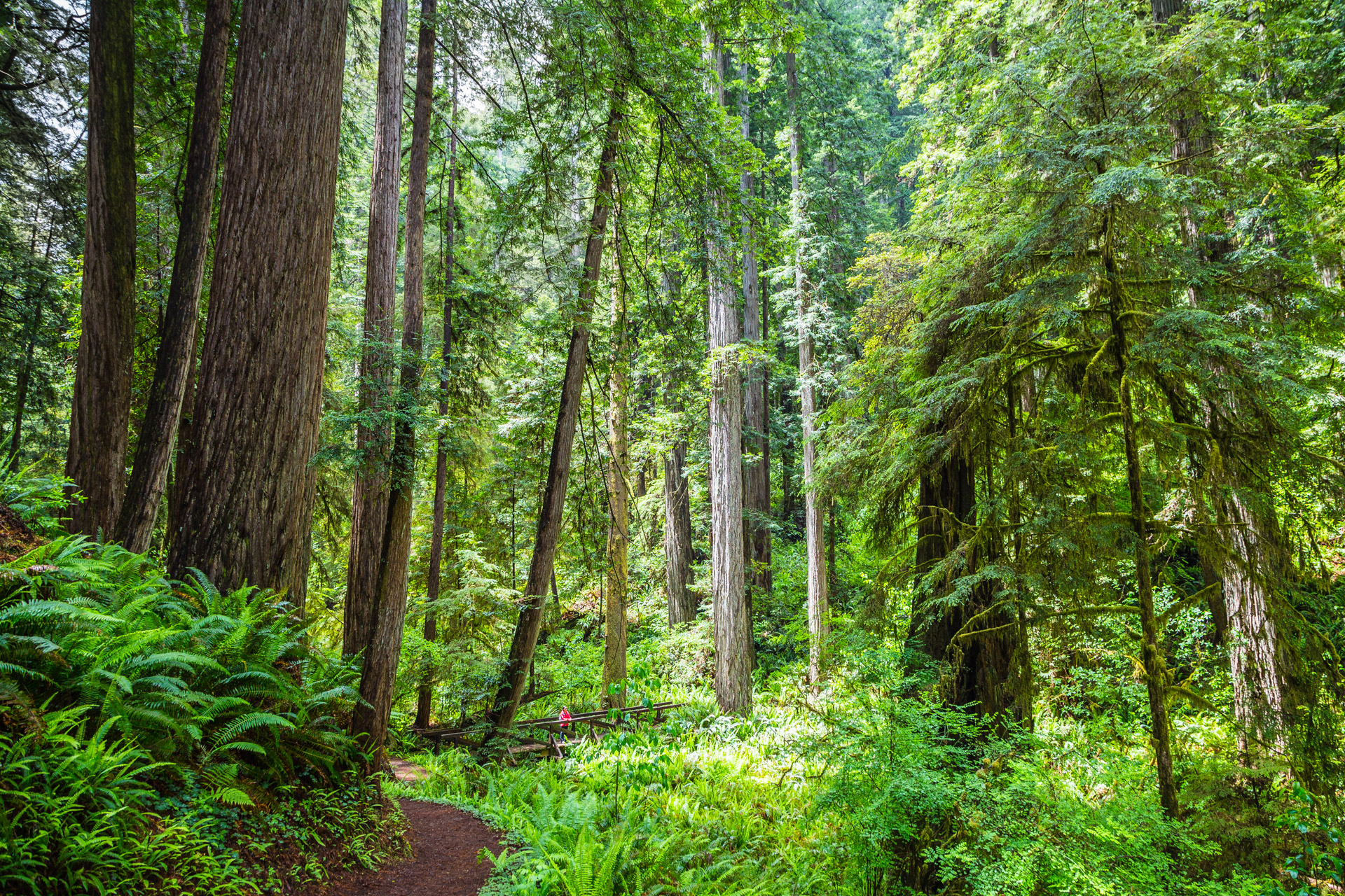 Redwoods State Park (19)