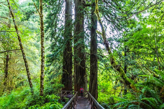 Hiking Amongst Giants at Redwood National and State Parks Part 1