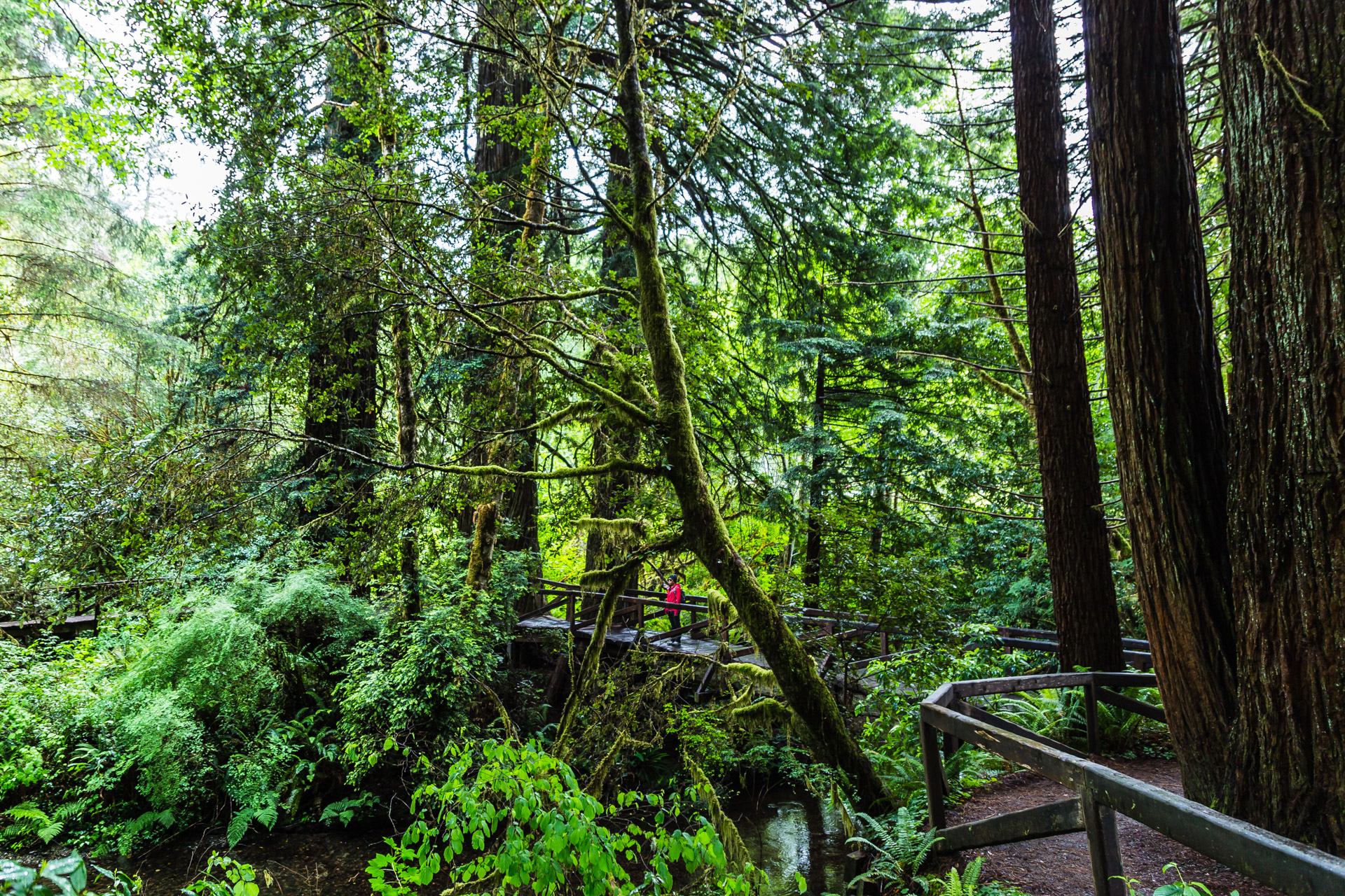 Redwoods State Park (2)