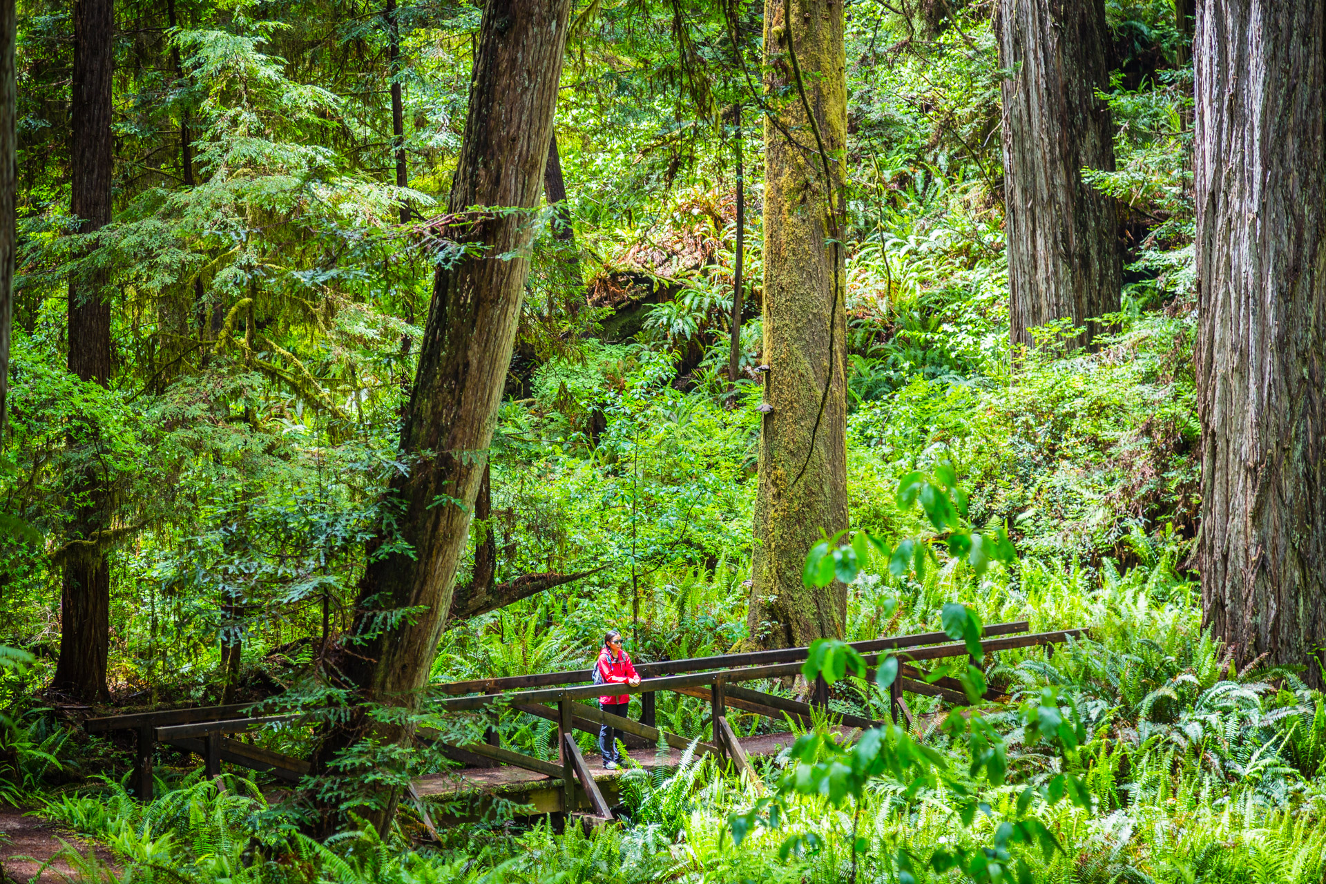 Redwoods State Park (20)