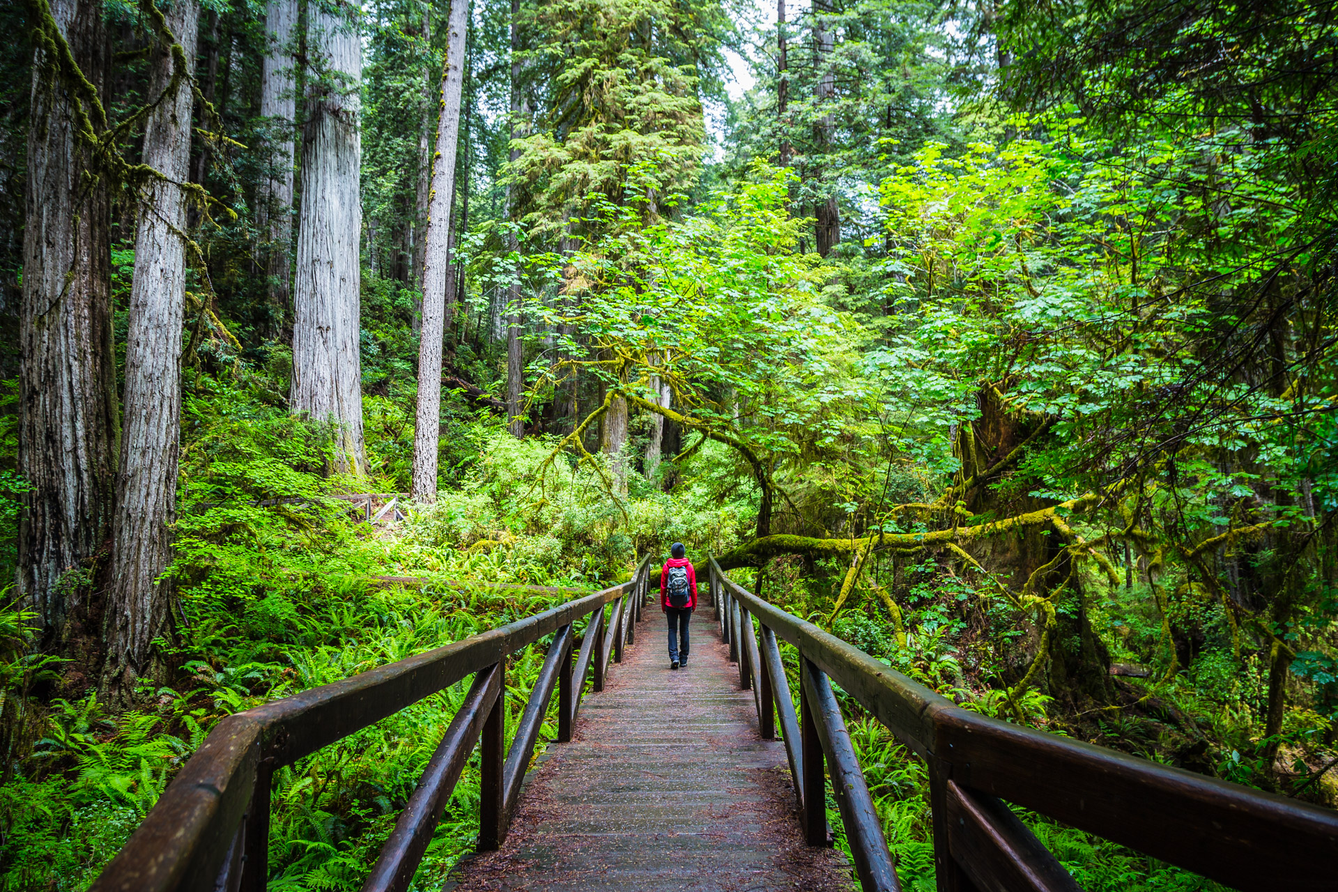 Redwoods State Park (9)