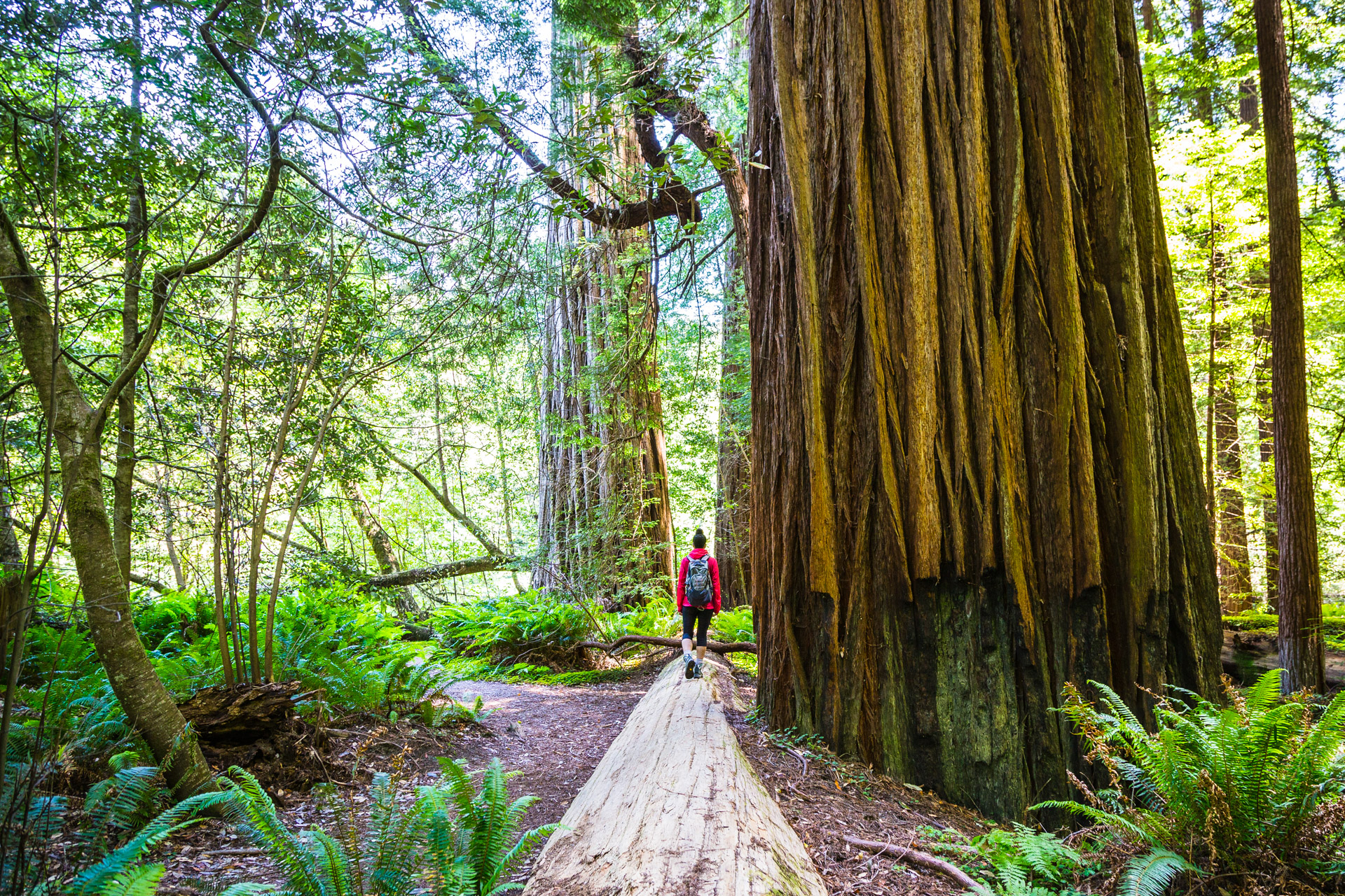Redwood National Park (20)