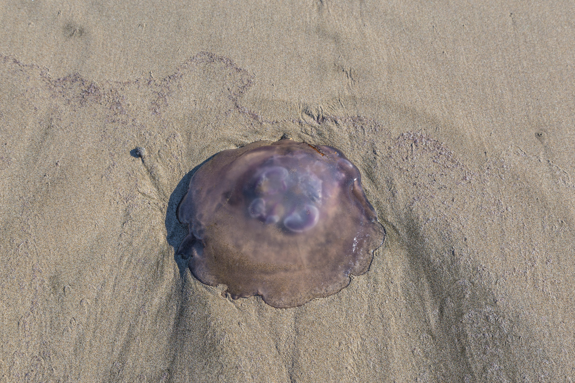 Cape Kiwanda (20)