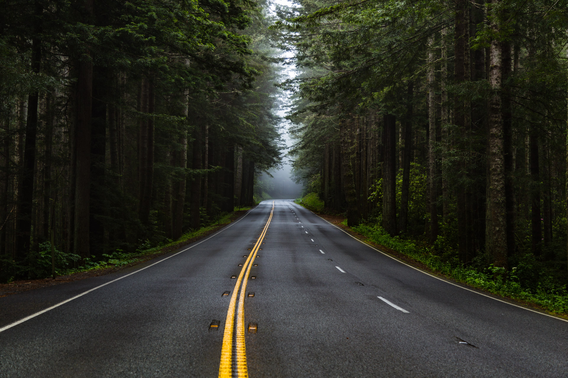 Redwoods Road (5)