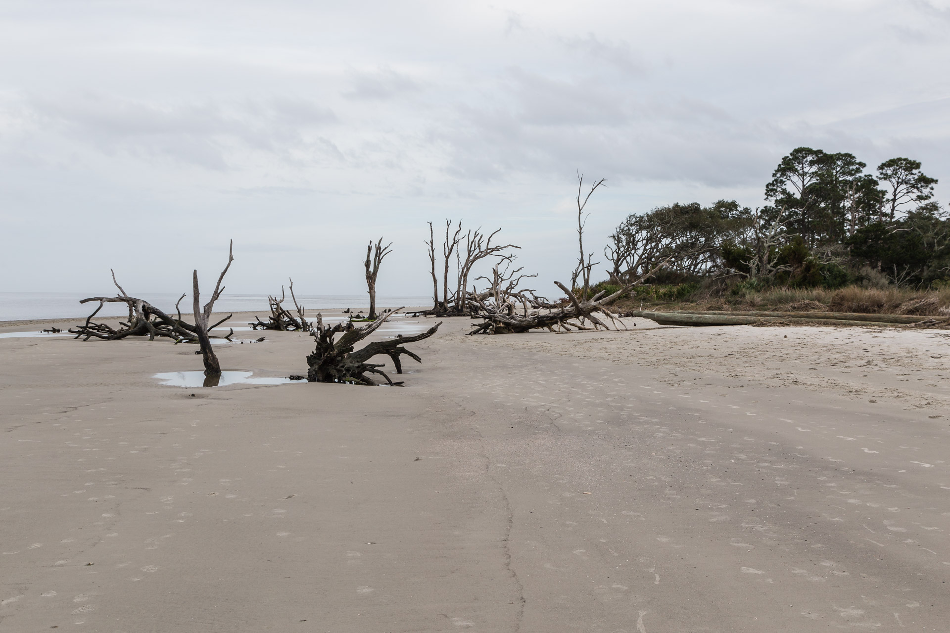 Feel Like An Explorer At Driftwood Beach