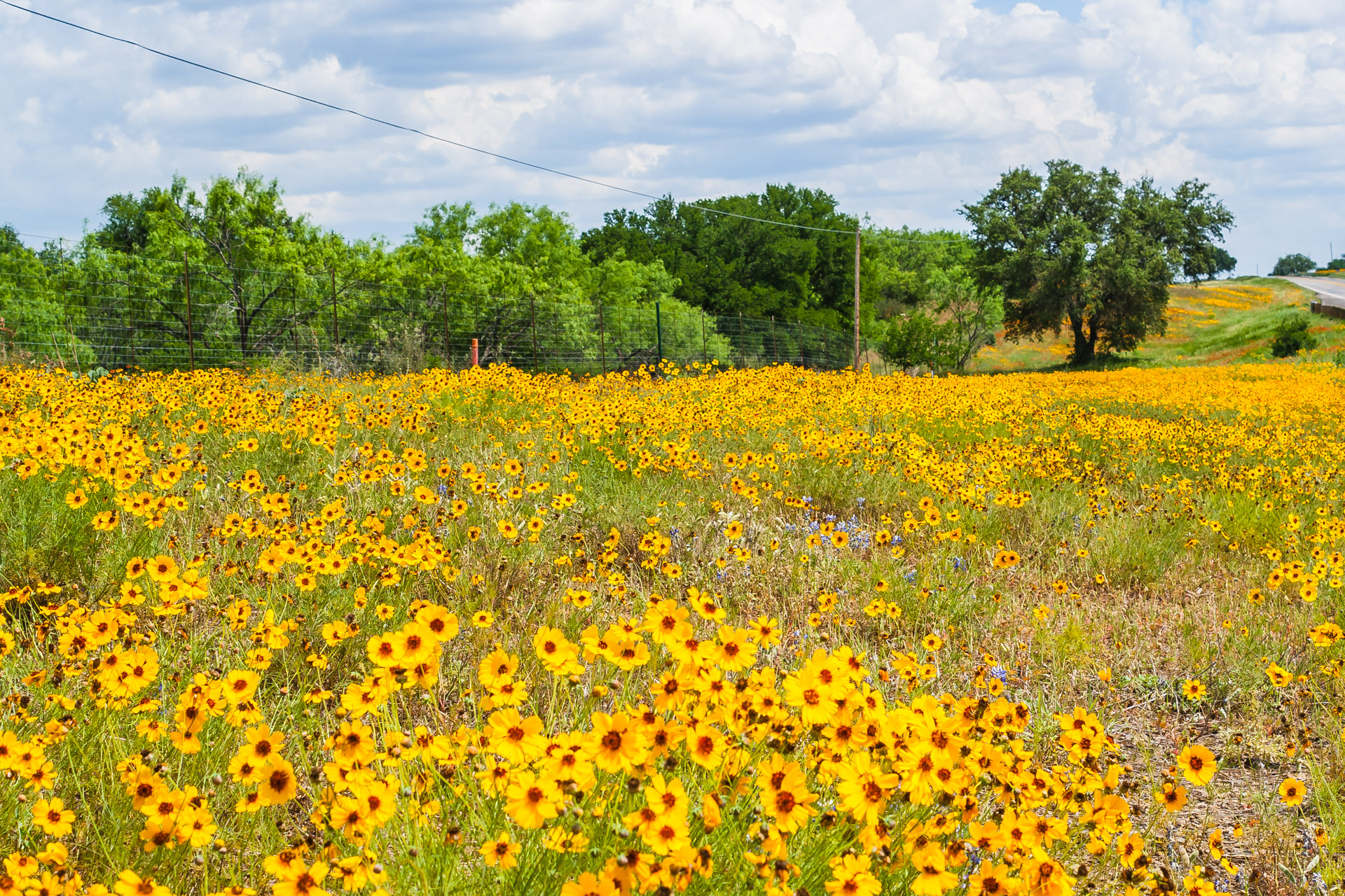 Texas Wildflowers (13)