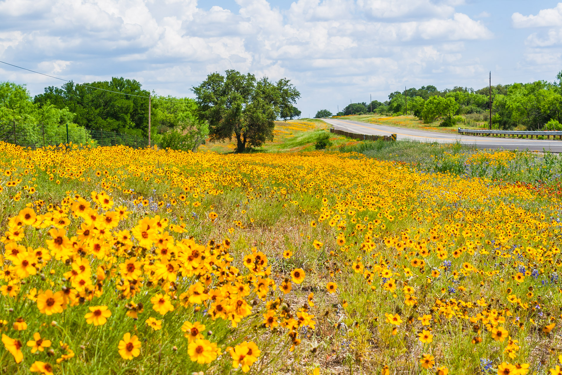 Download Flashback Trip: Texas Roadside Wildflowers - Roadesque