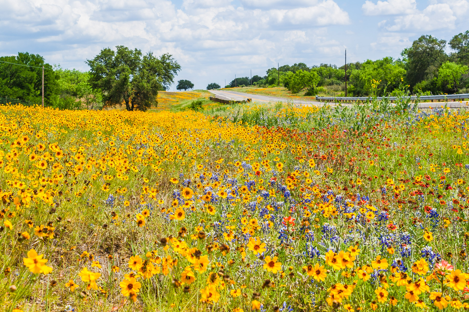 Flashback Trip Texas Roadside Wildflowers Roadesque