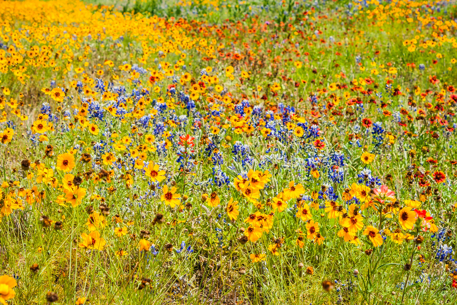 Texas Wildflowers (21)