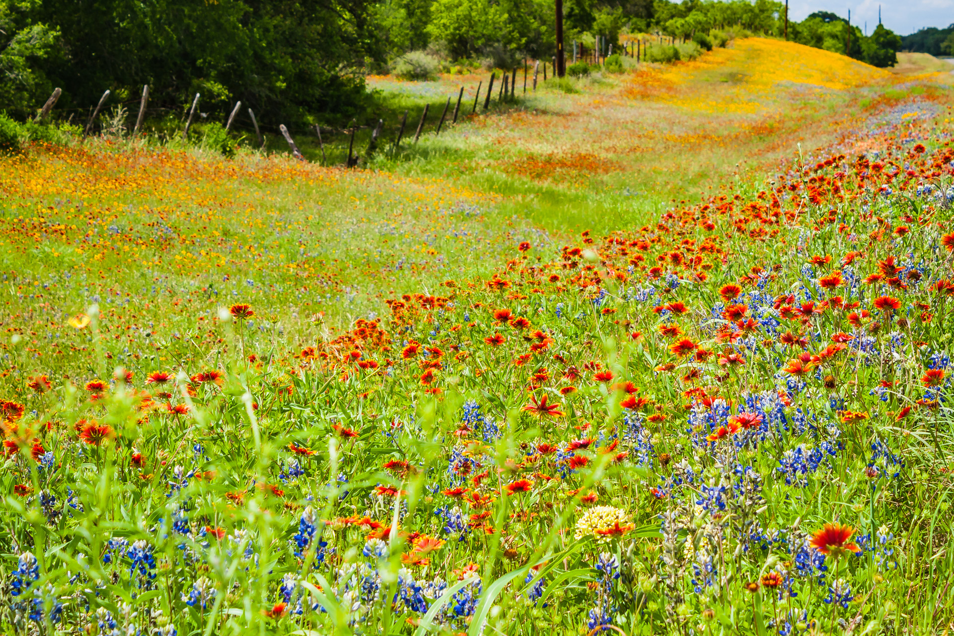 Texas Wildflowers (23)