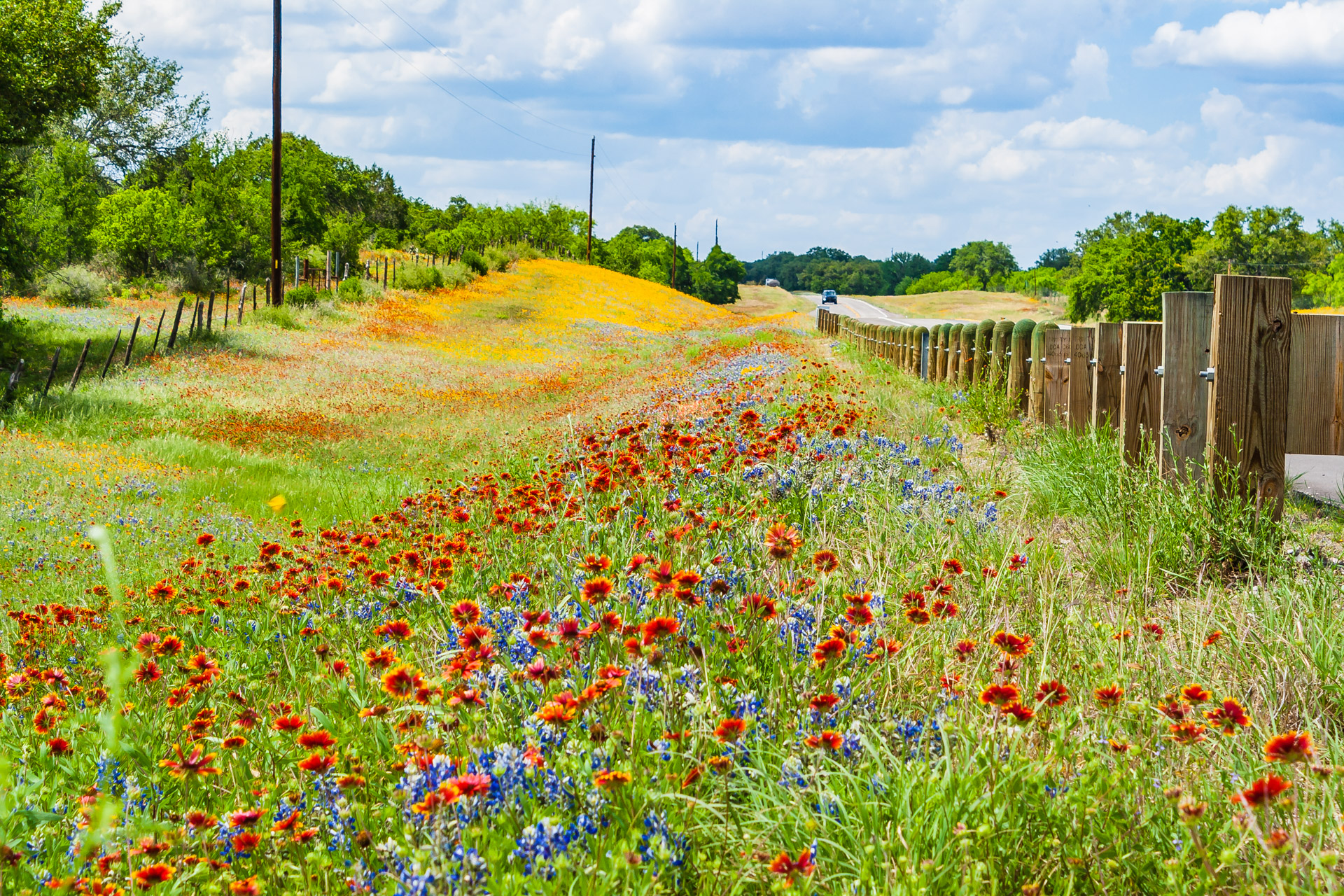 Texas Wildflowers (25)