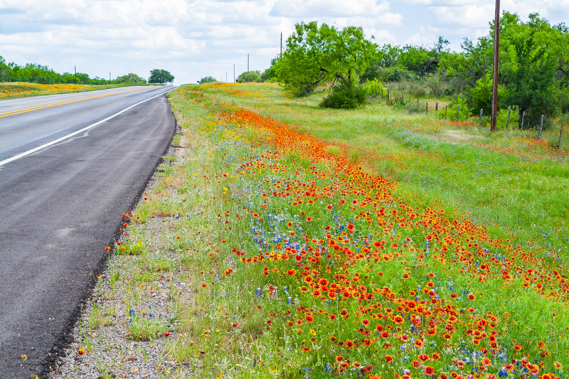 Texas Wildflowers (30)