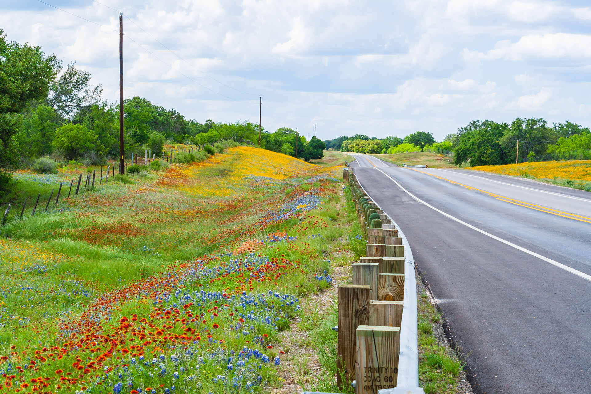 Texas Wildflowers (32)