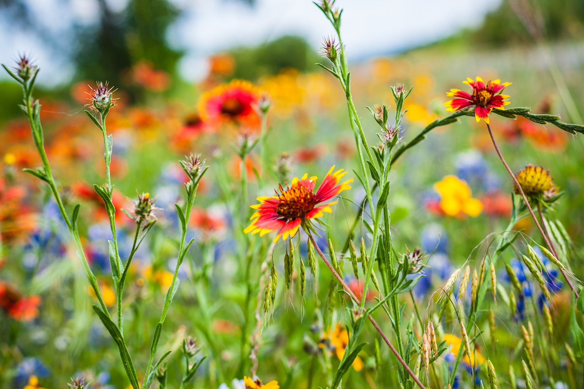 Texas Wildflowers (33)