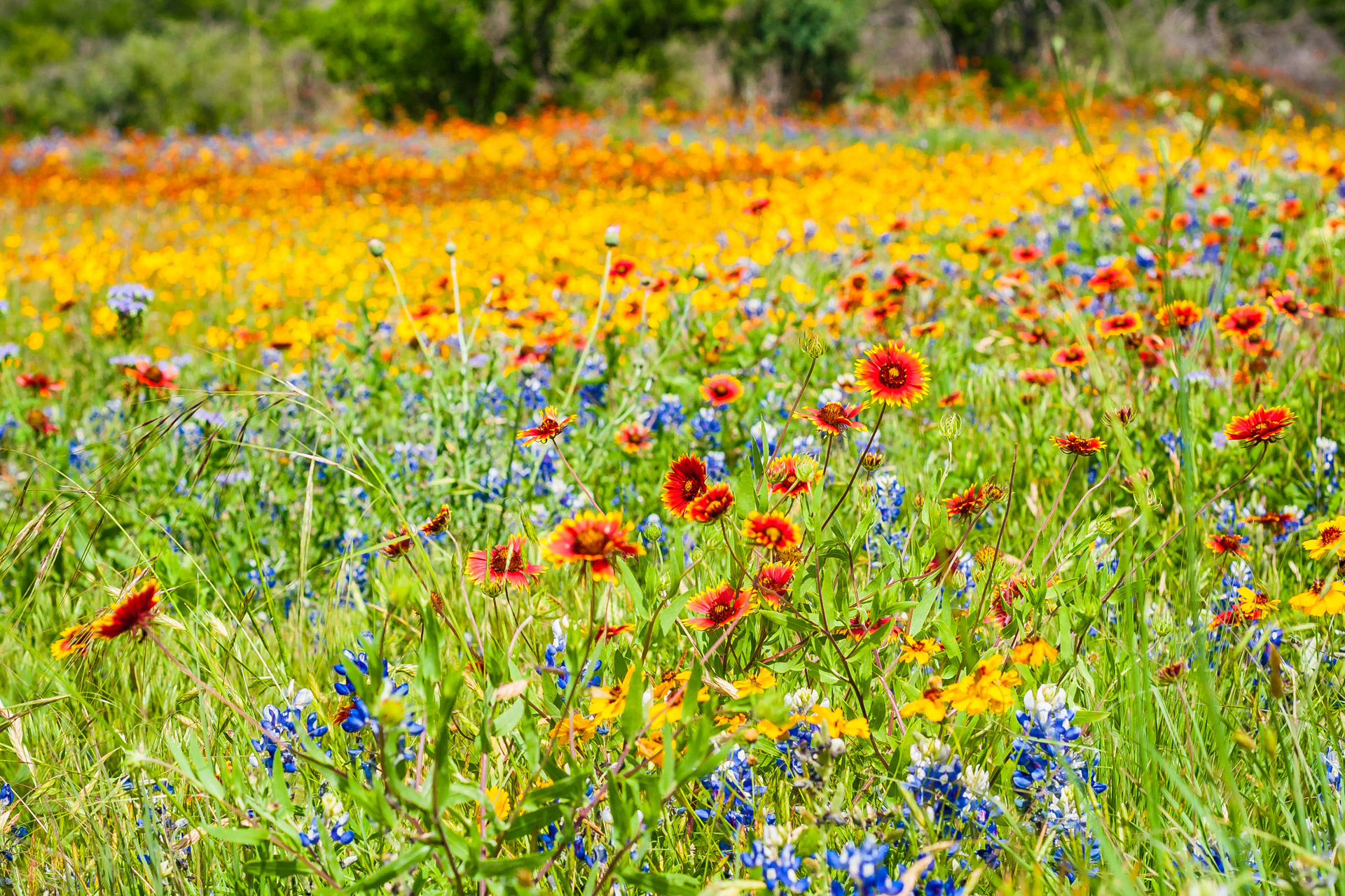 Flashback Trip: Texas Roadside Wildflowers - Roadesque