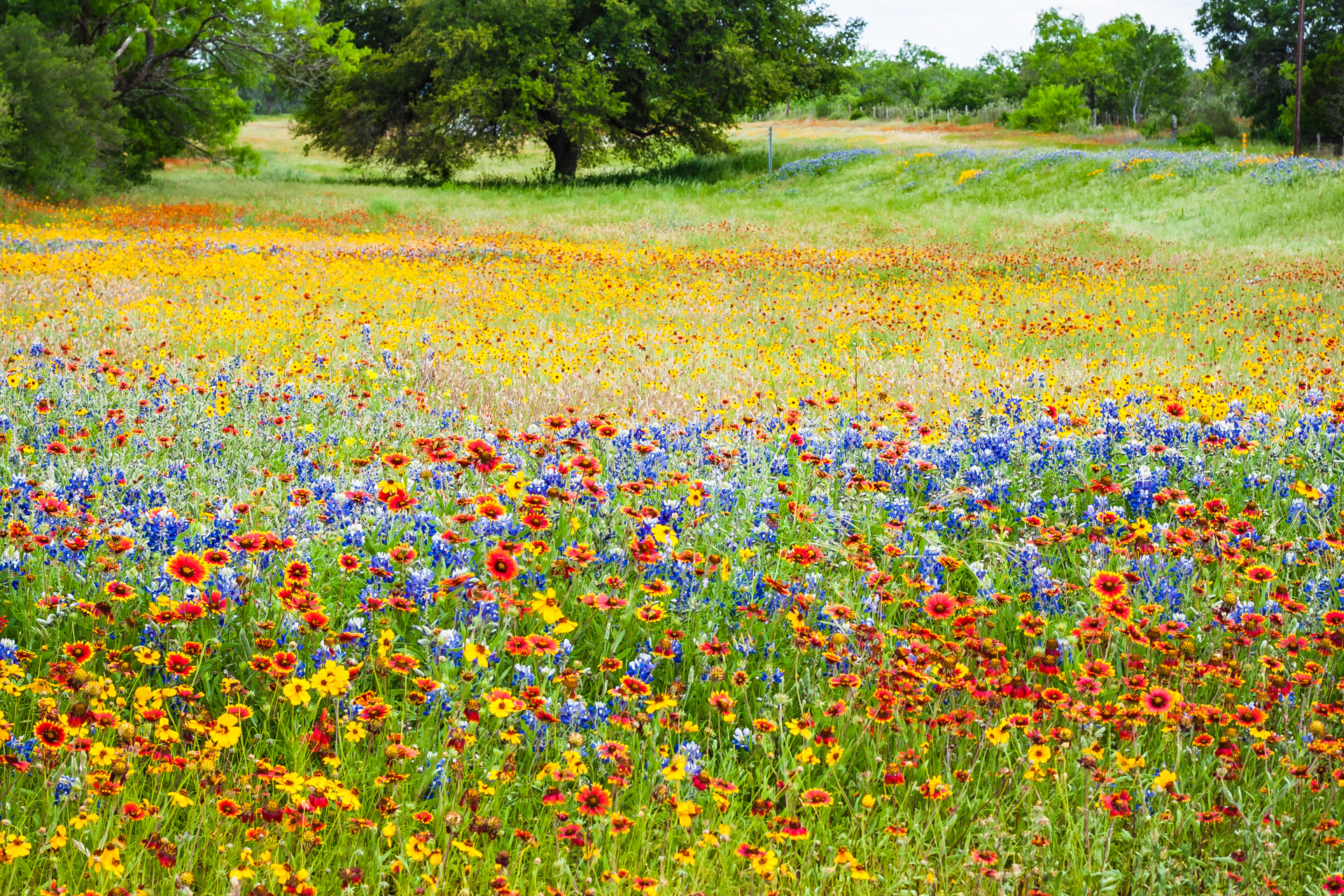 Texas Wildflowers (39)