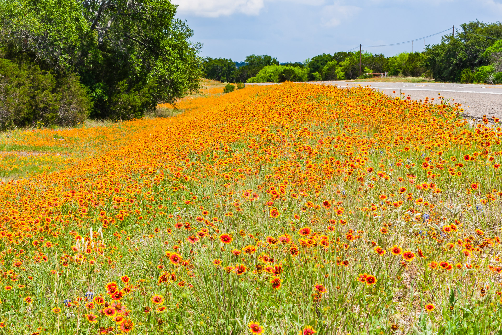 Flashback Trip: Texas Roadside Wildflowers - Roadesque