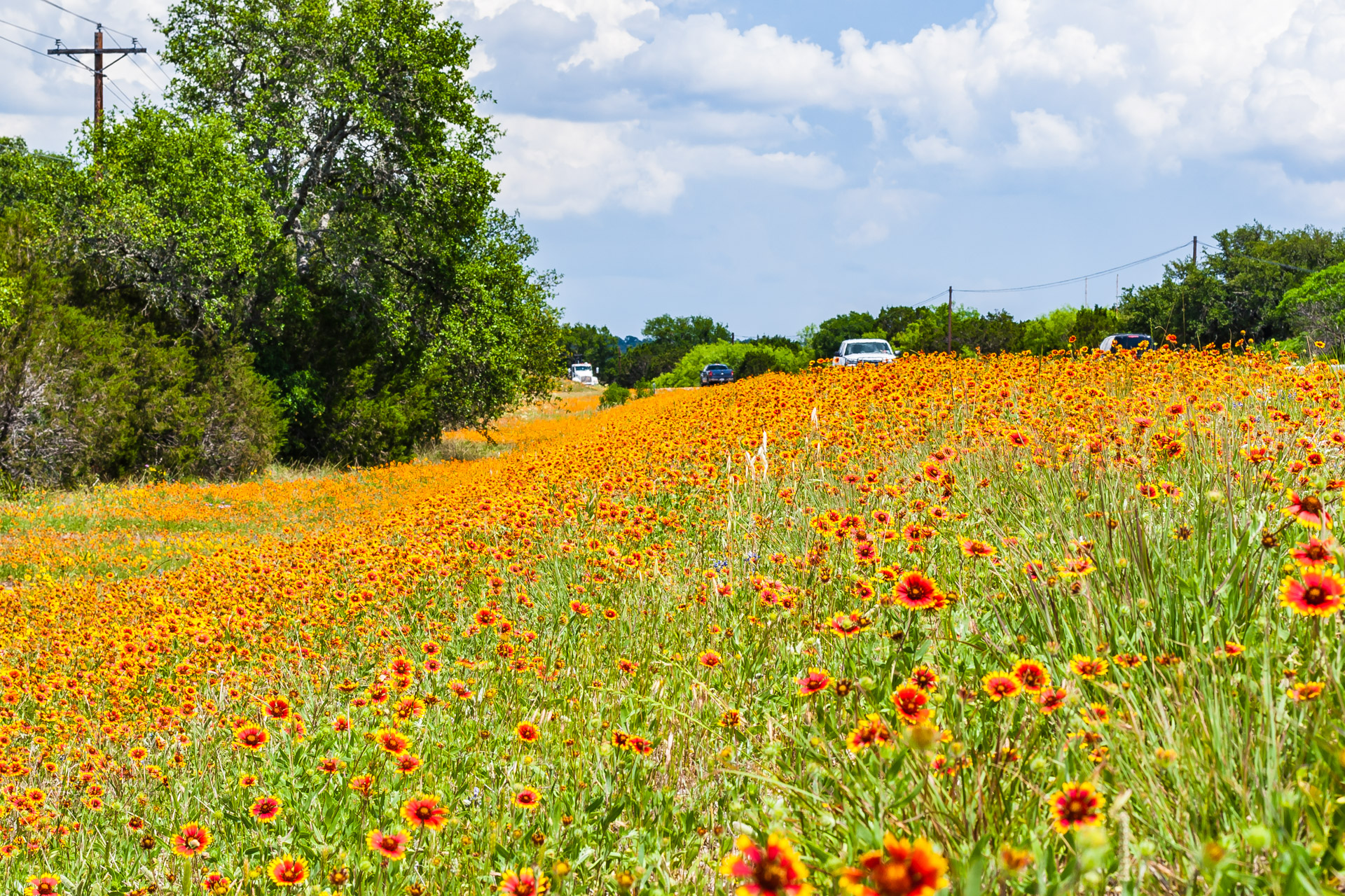 Texas Wildflowers (7)