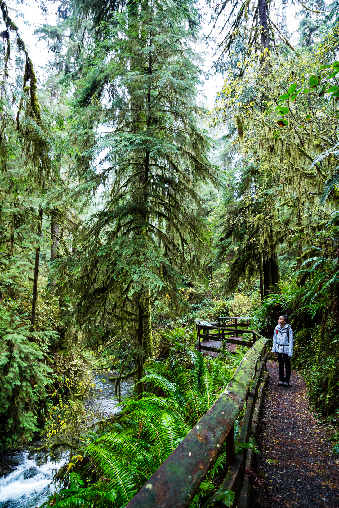 Quinault Rainforest (10)