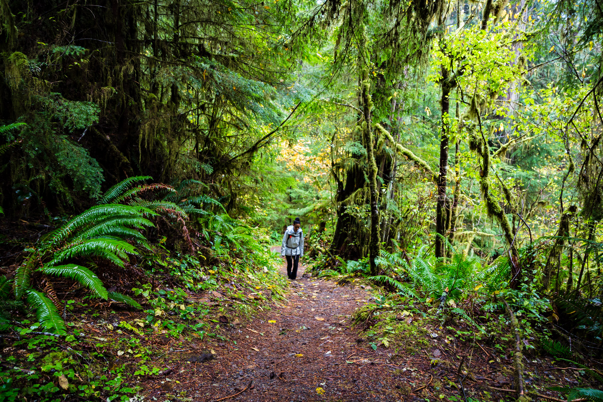 Quinault Rainforest (11A)