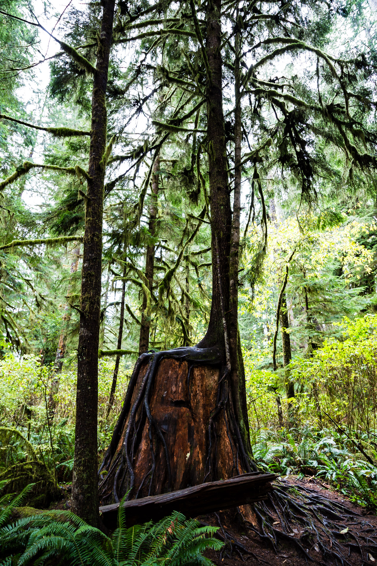 Quinault Rainforest (12)