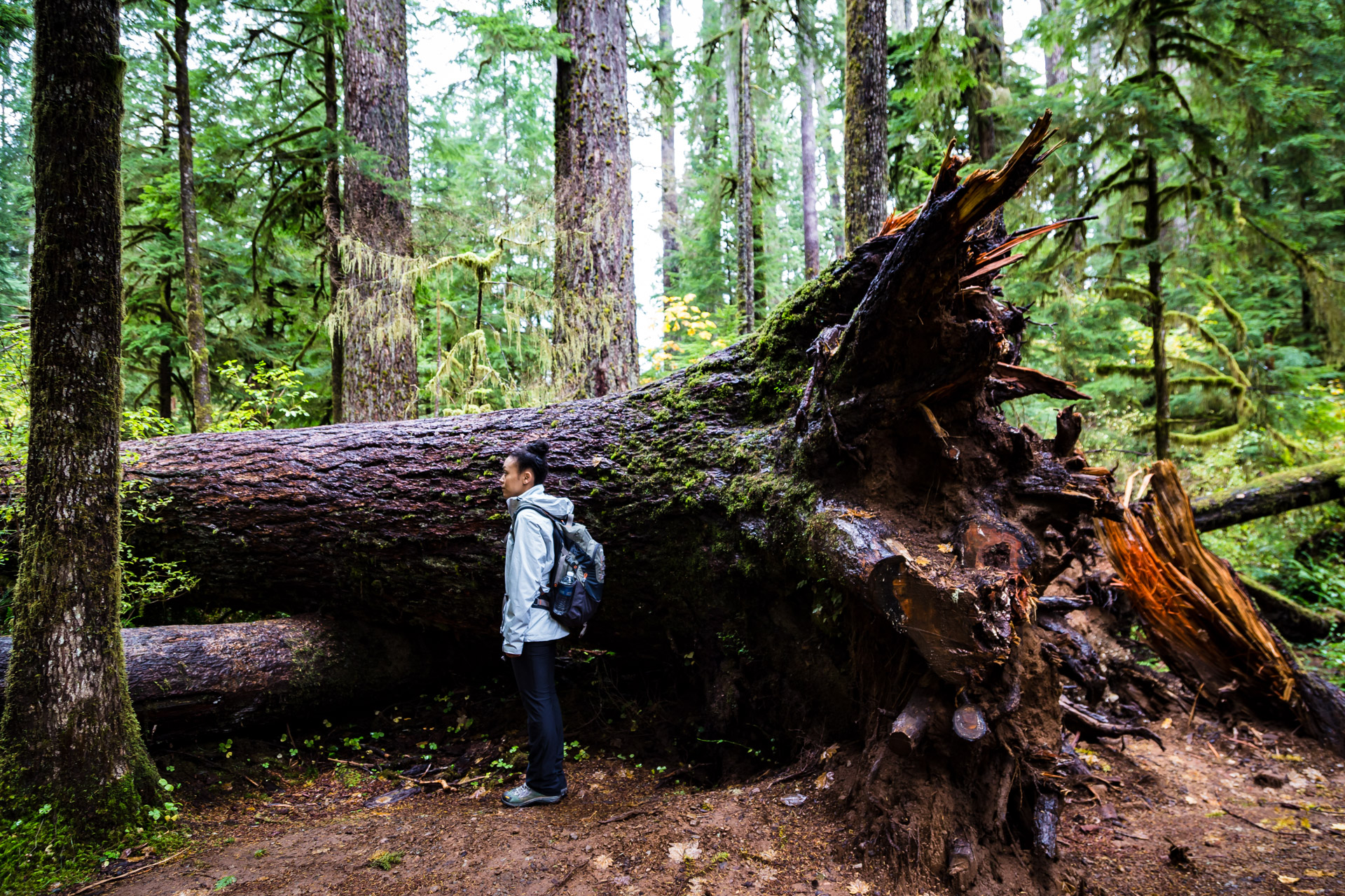 Quinault Rainforest (13)