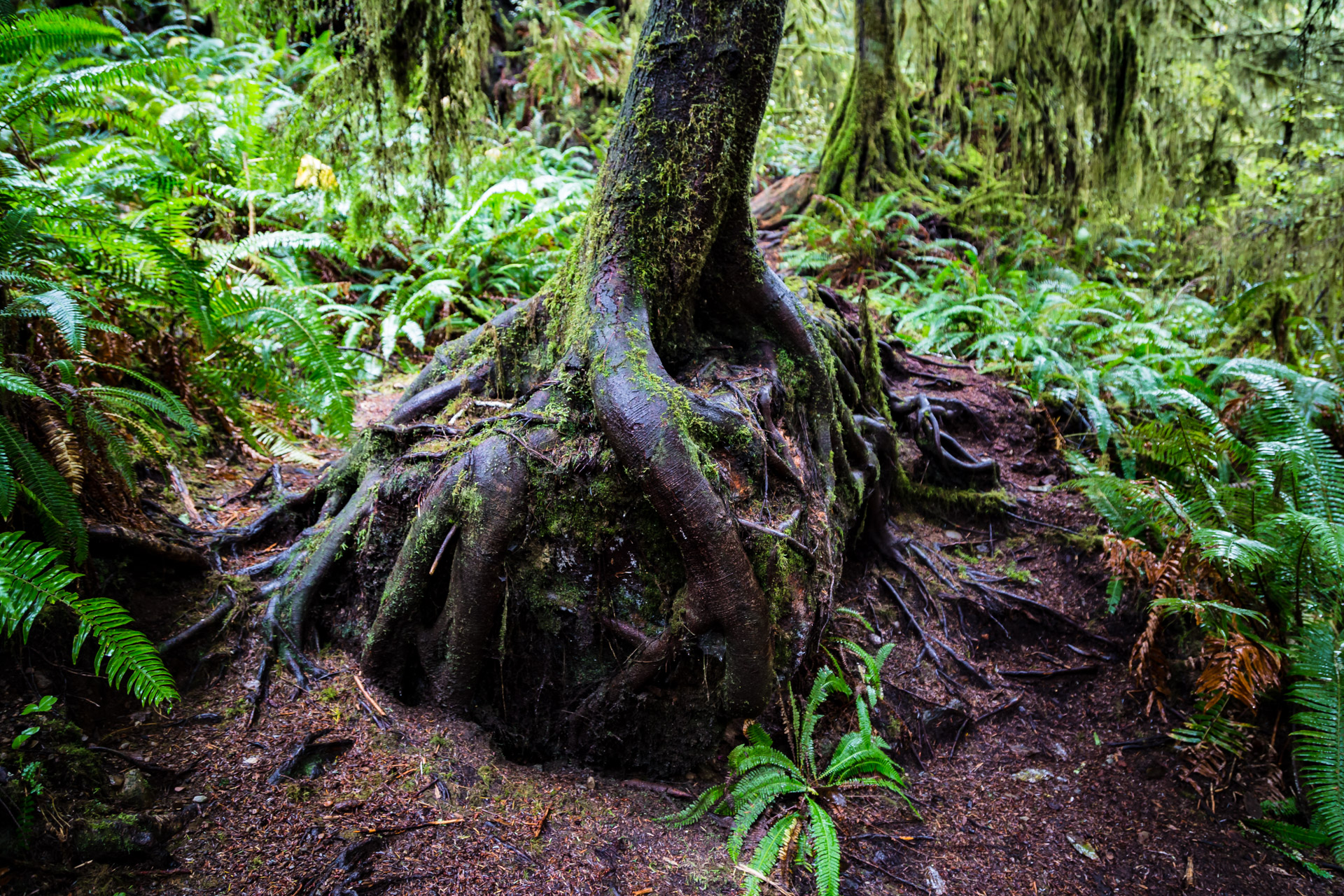 Quinault Rainforest (14)