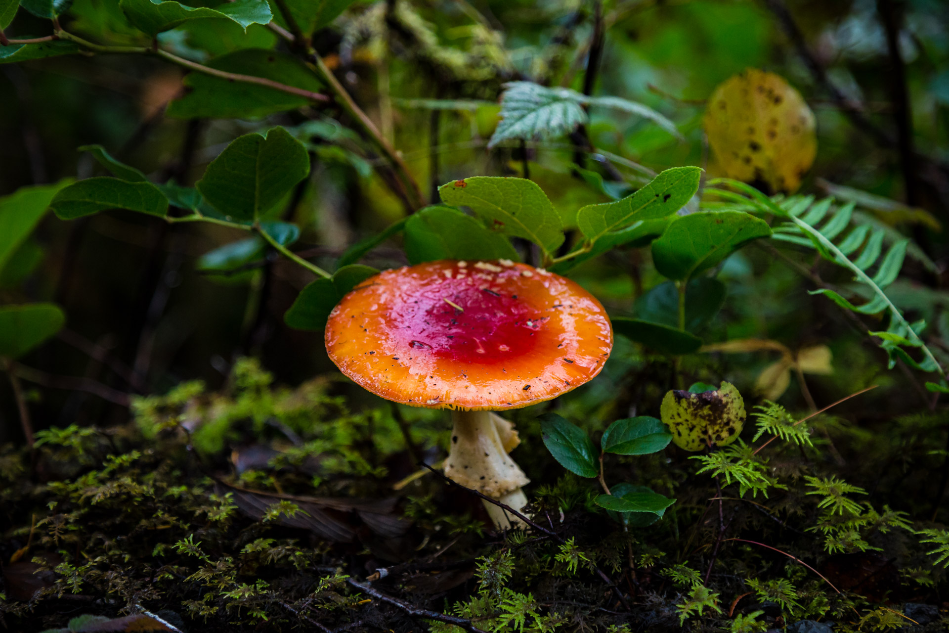 Quinault Rainforest (15)