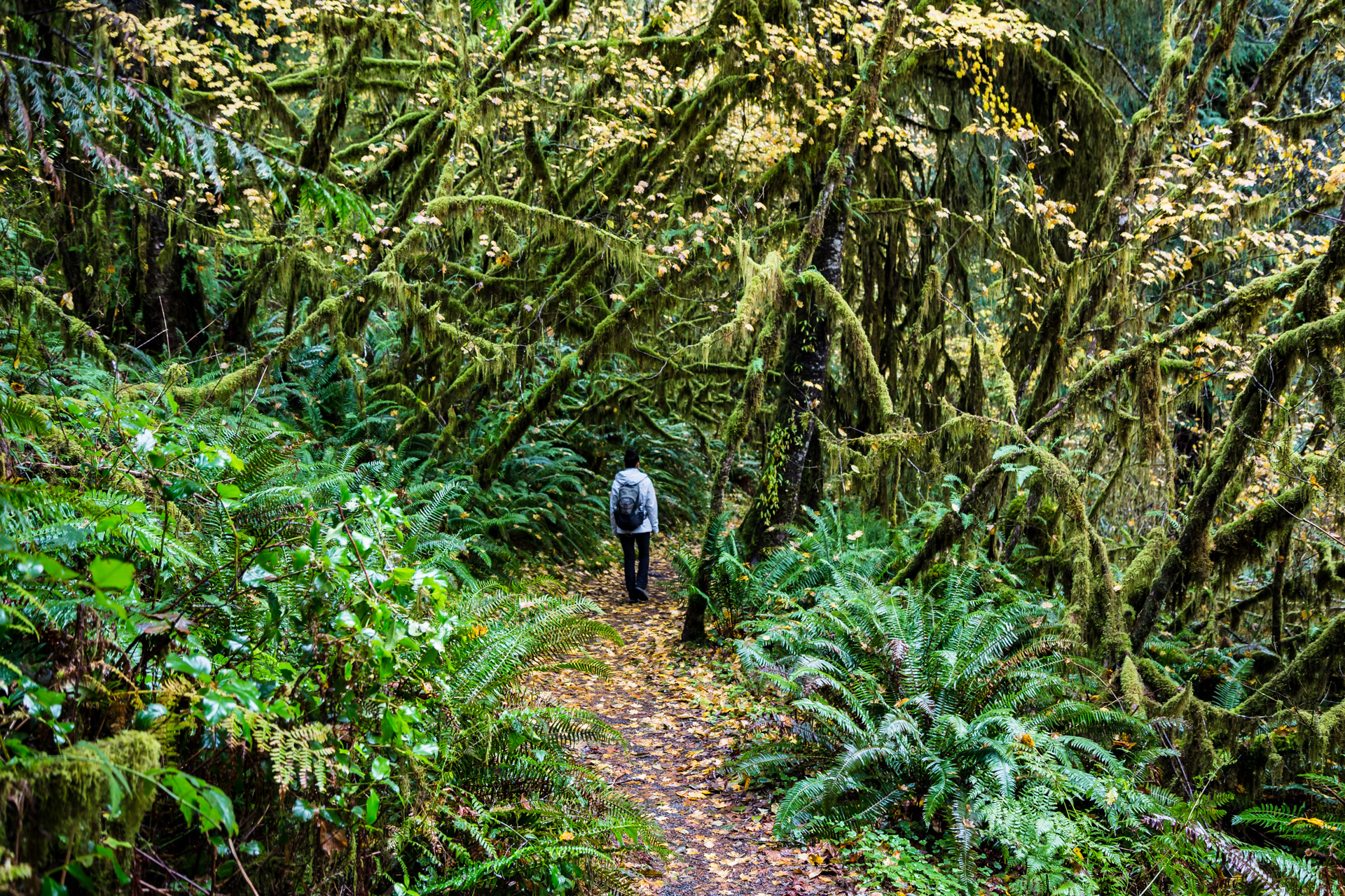 Quinault Rainforest (2)