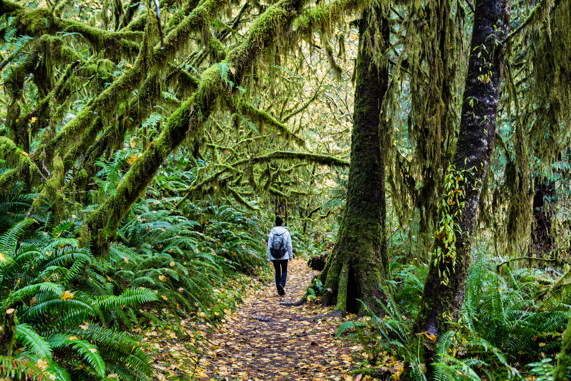 Hiking The Quinault Rainforest