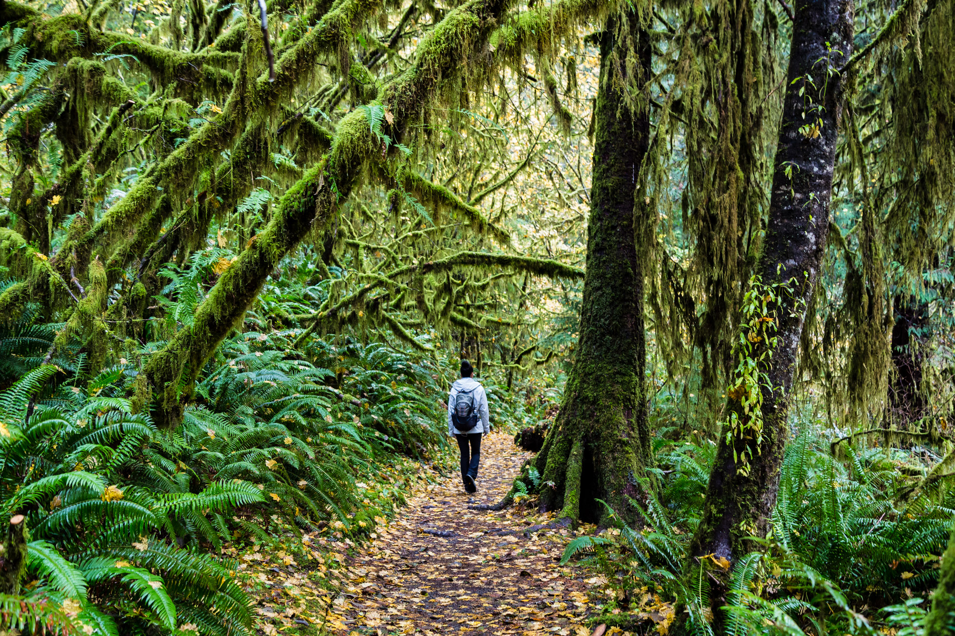 Quinault Rainforest (3)