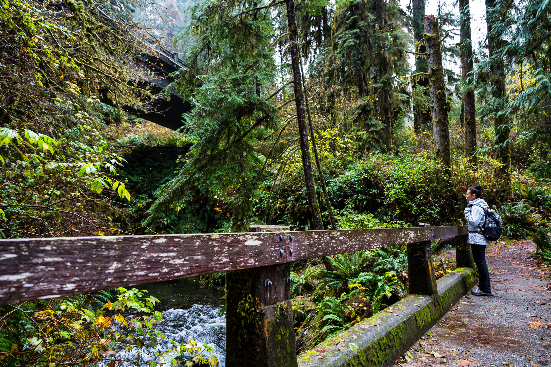 Quinault Rainforest (4B)