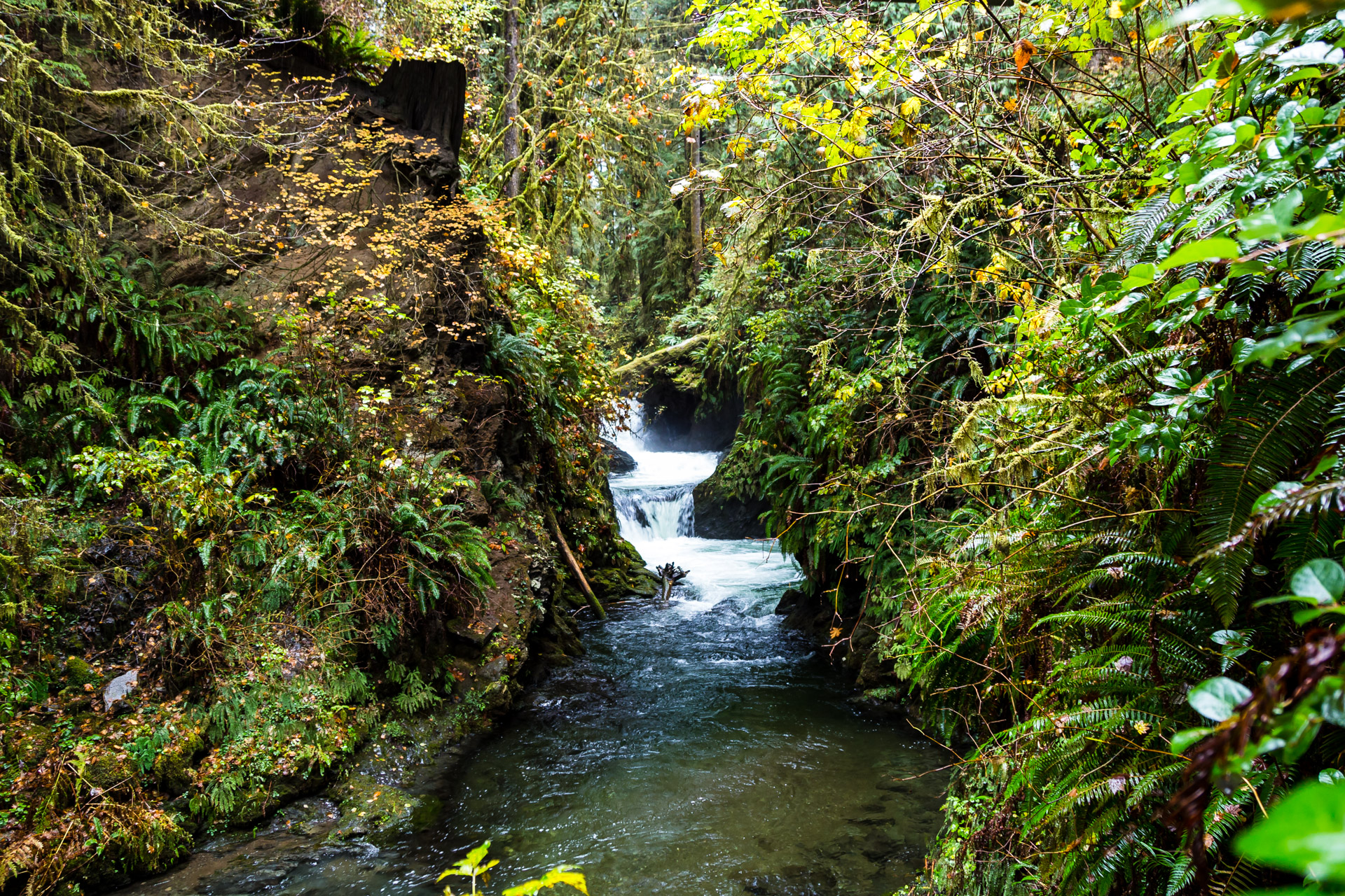 Quinault Rainforest (5)