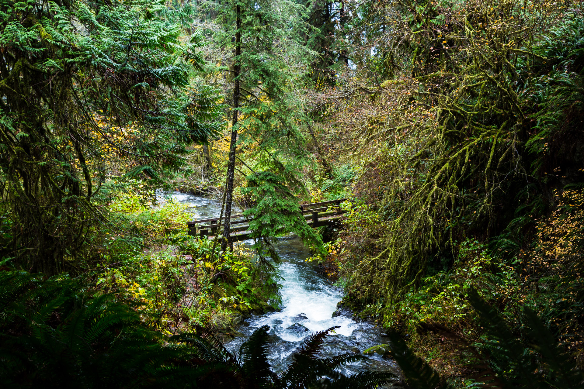 Quinault Rainforest (6)