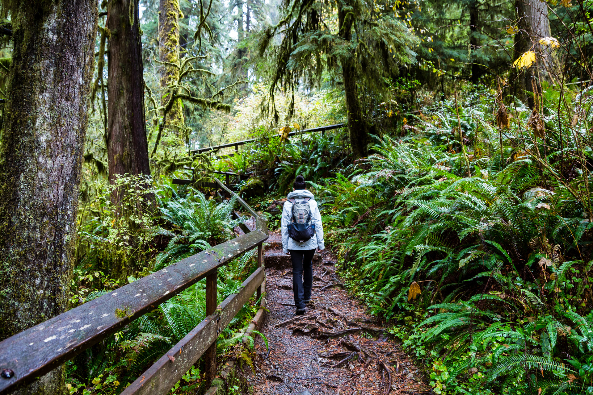 Quinault Rainforest (7)