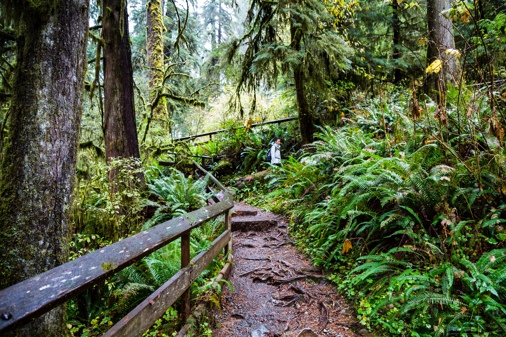 Quinault Rainforest (8)