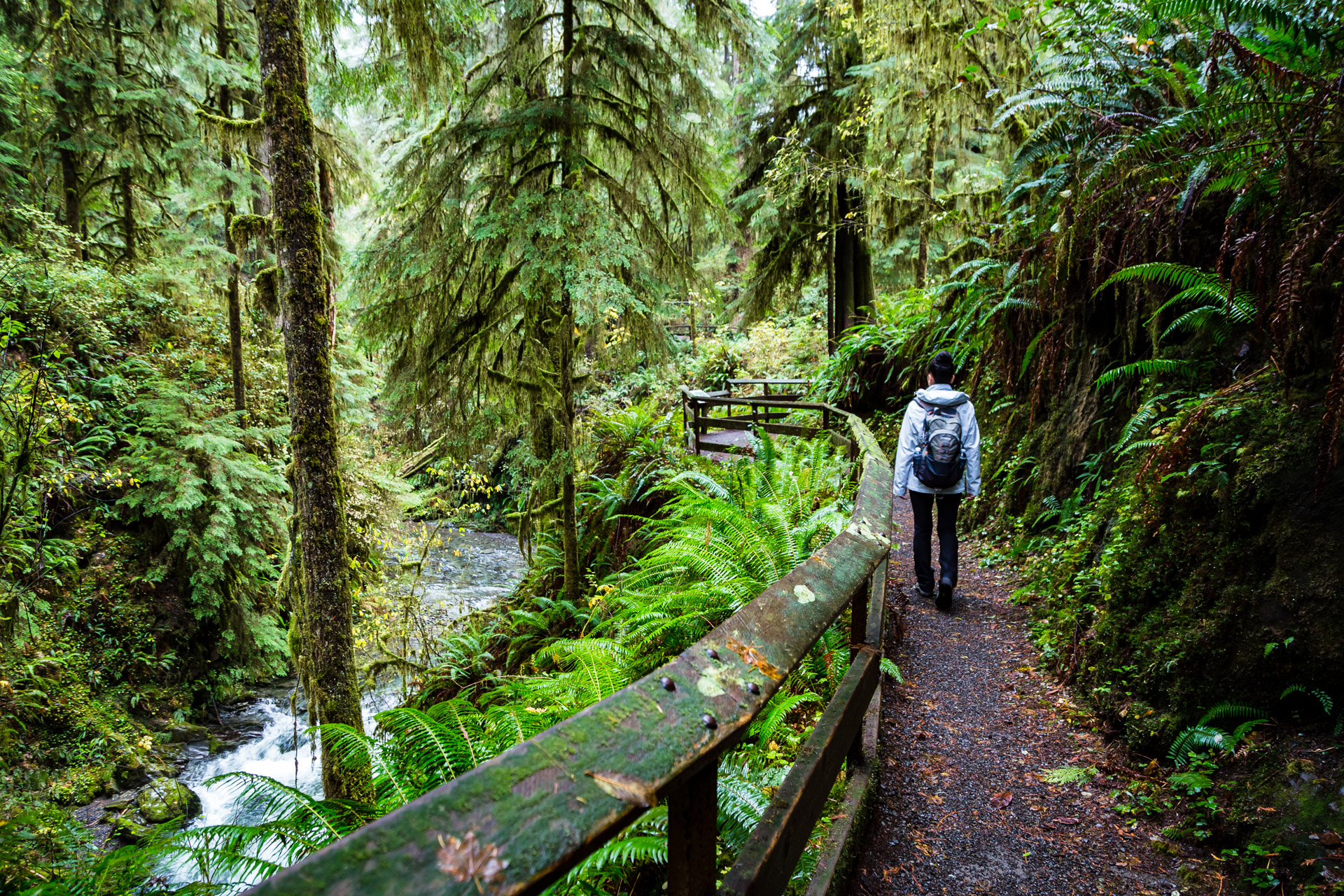 Quinault Rainforest (9)