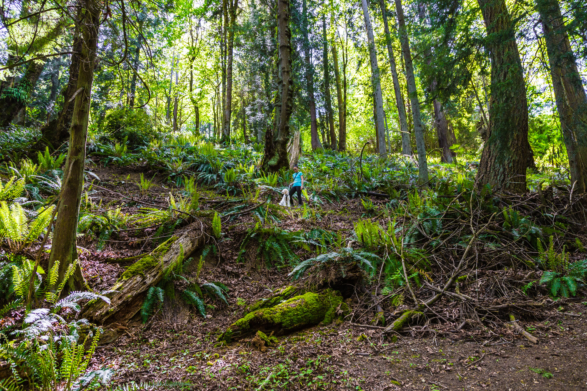 Introducing Prana To Hiking At An Urban Forest In Bellevue