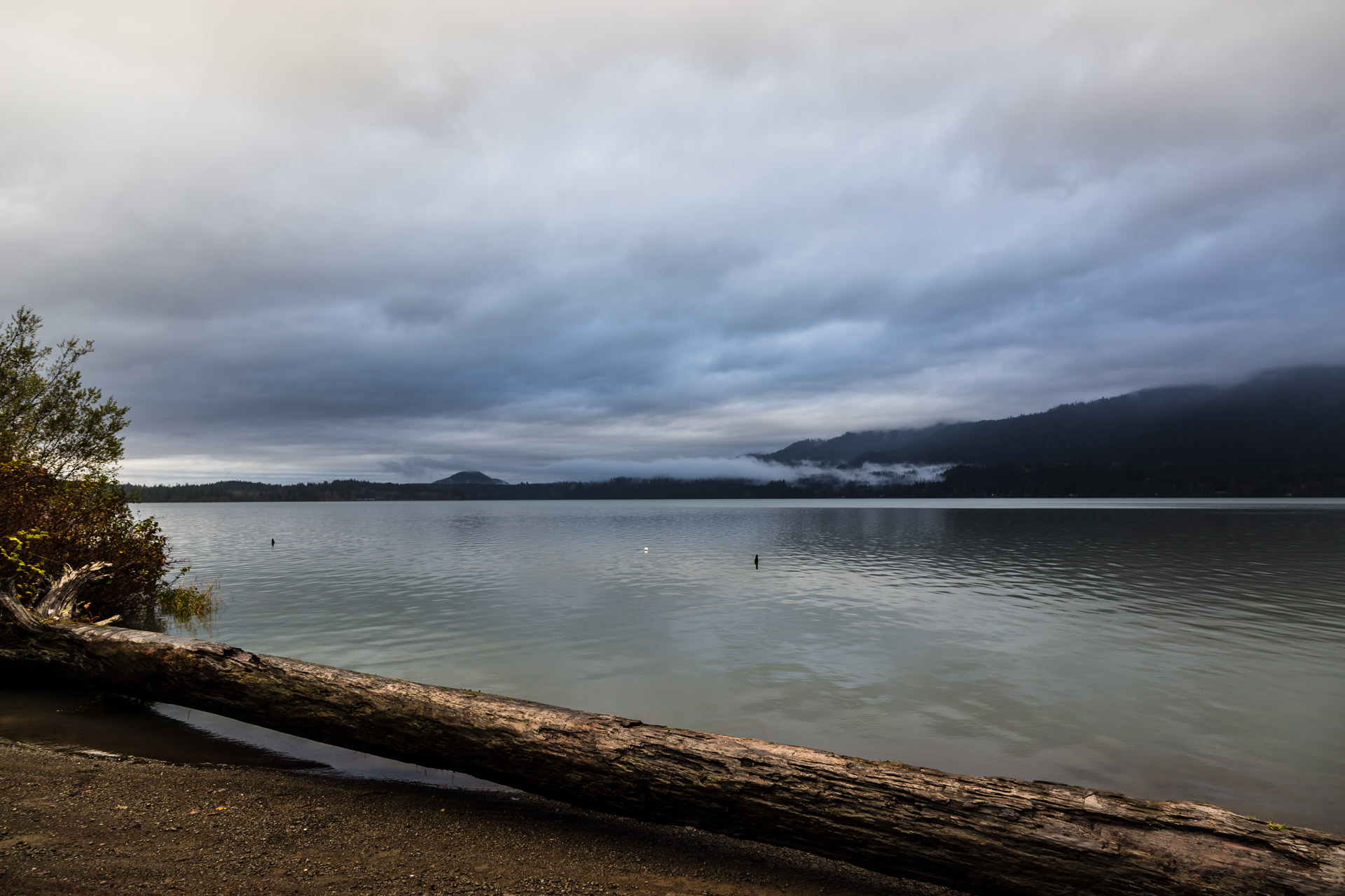 Lake Quinault (lake tree day)