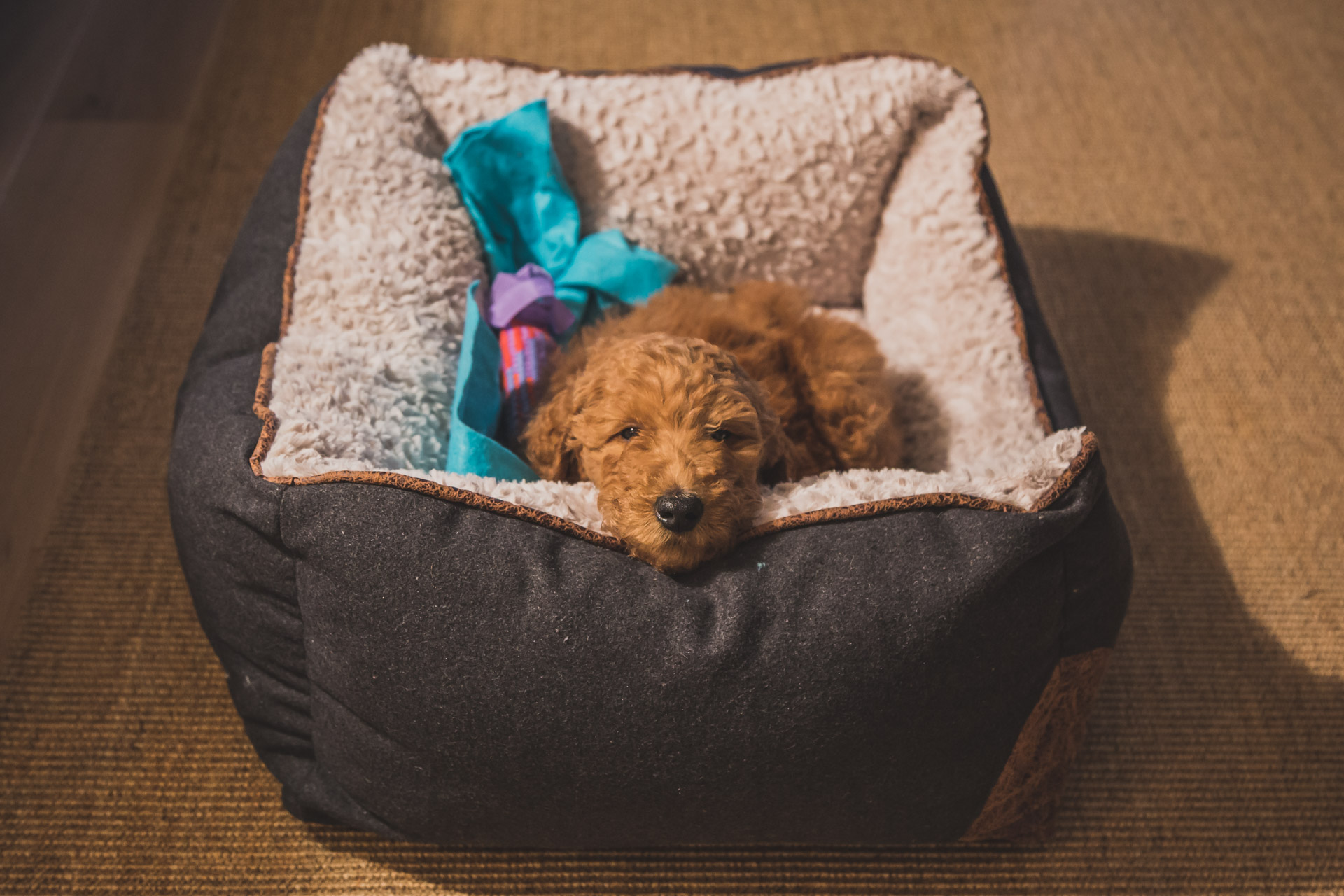 Meet Koda: Our New Poodle Puppy