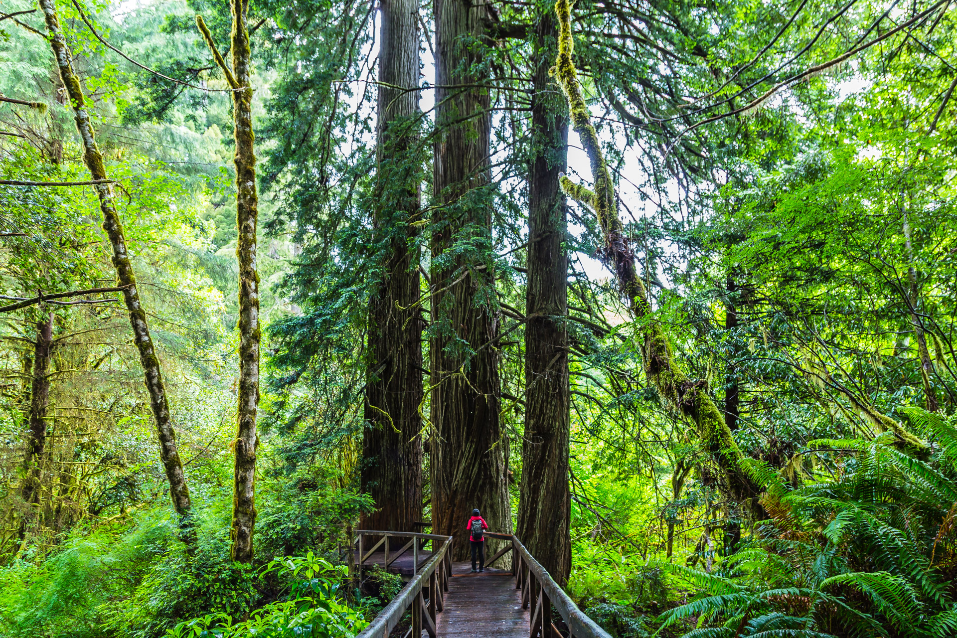 Hiking Amongst Giants at Redwood National and State Parks Part 1