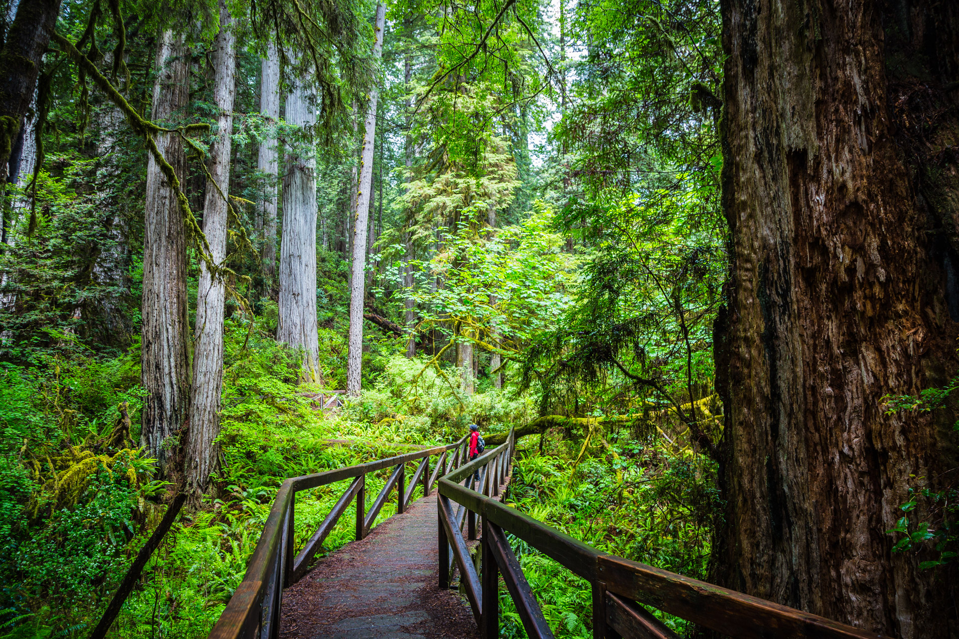 Redwoods State Park (10)