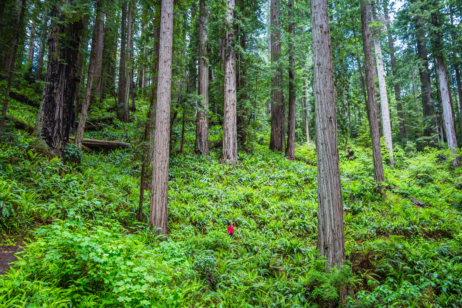 Redwoods State Park (12)
