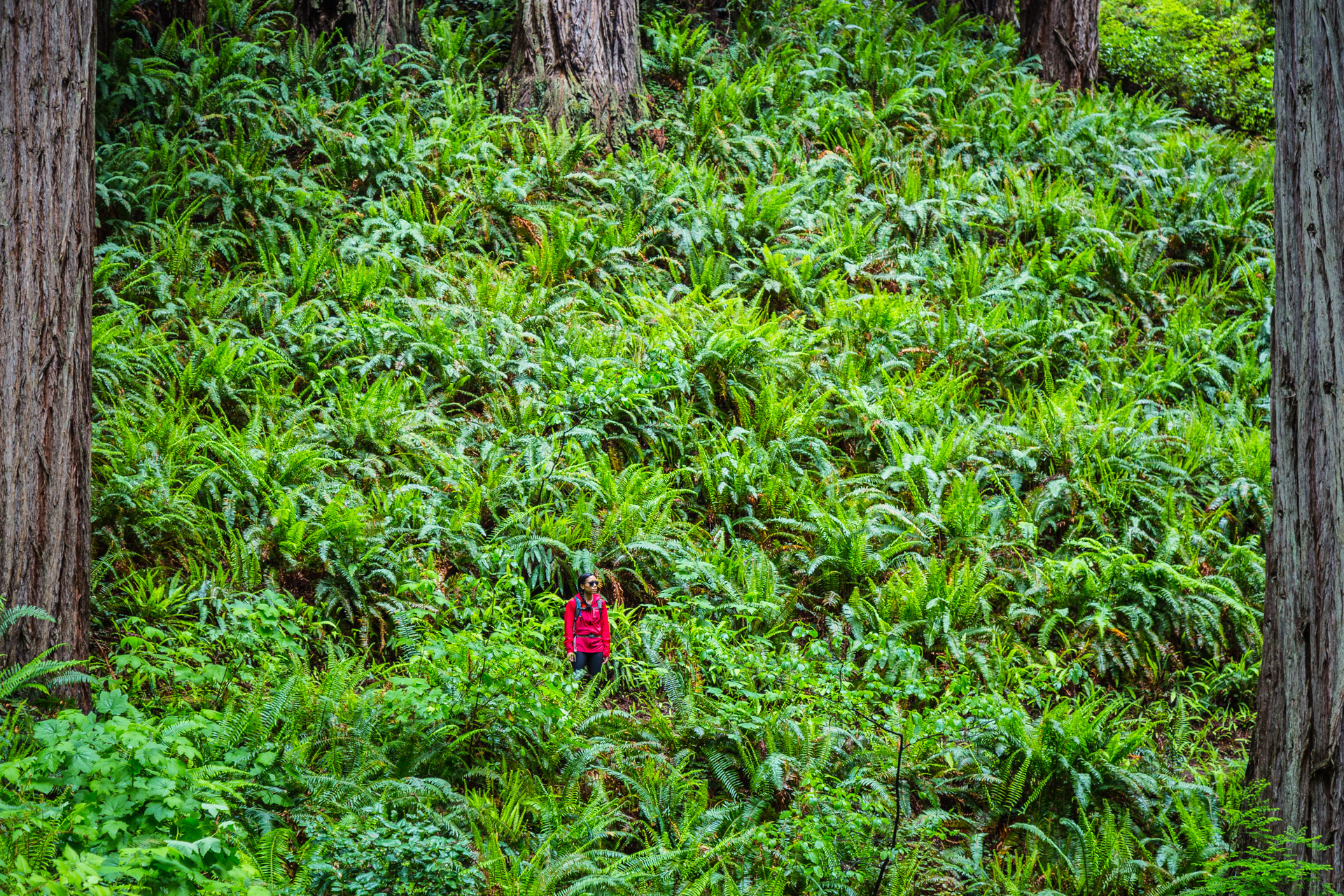 Redwoods State Park (14)