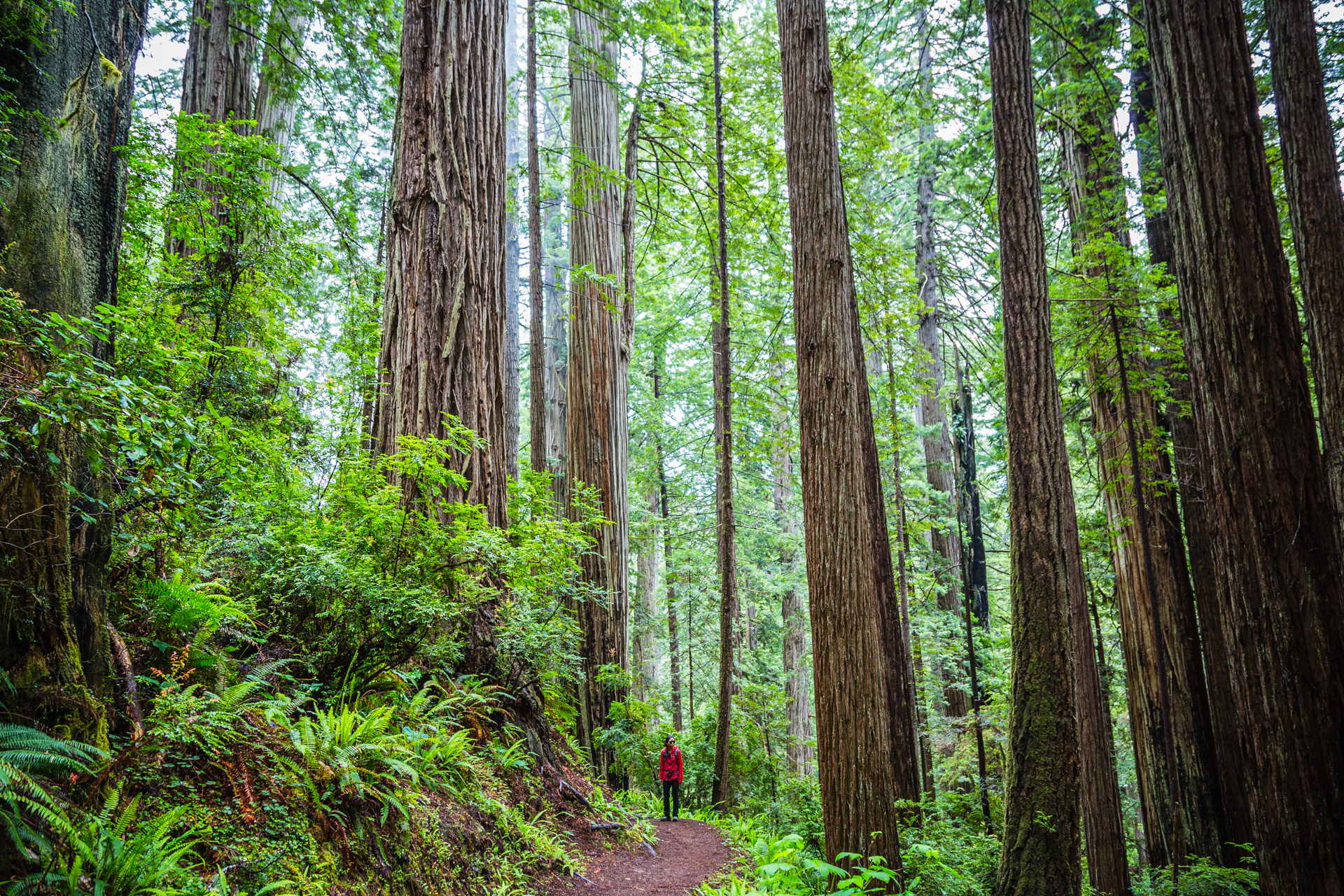 Redwoods State Park (17)