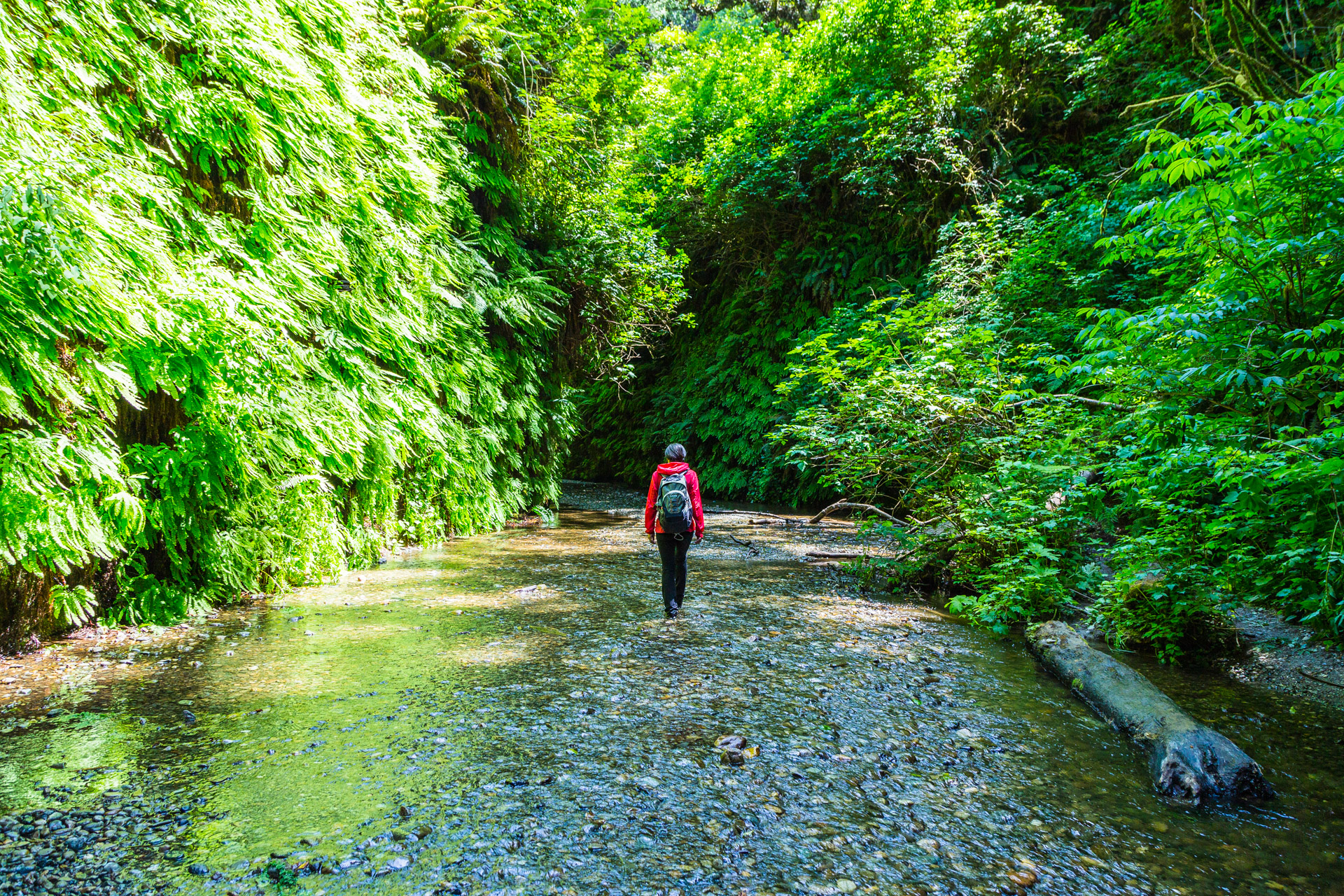 Redwoods State Park (25)