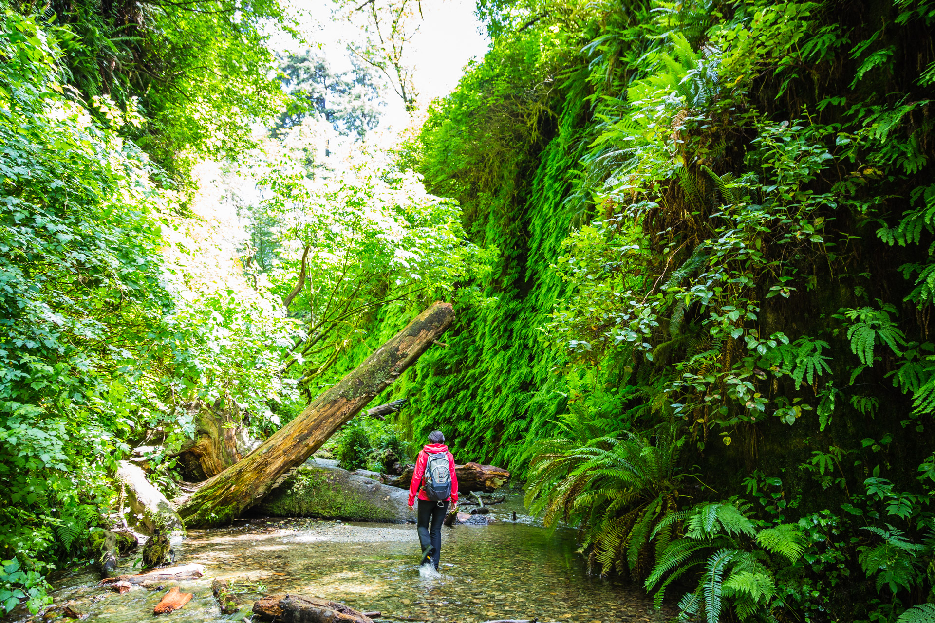 Redwoods State Park (28)