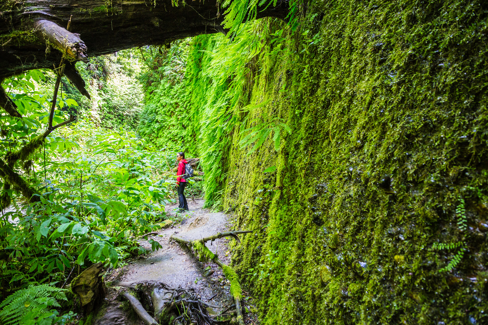 Redwoods State Park (30)